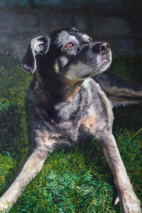 Nova A Dog Portrait
